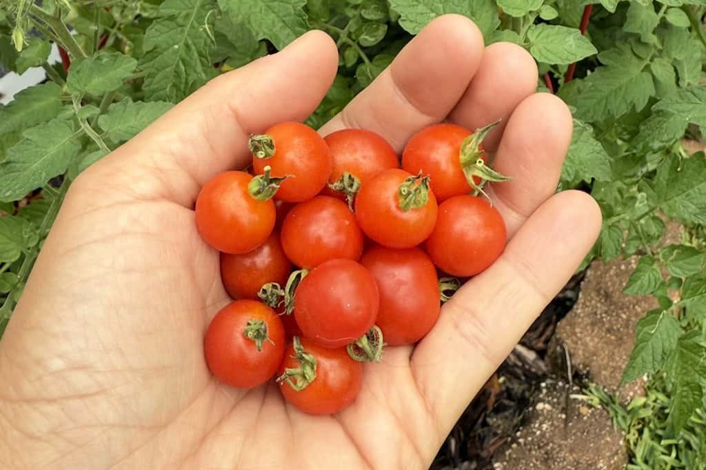 Red Currant Tomato